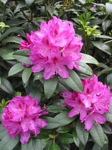 (Purple Slpendour x ponticum)